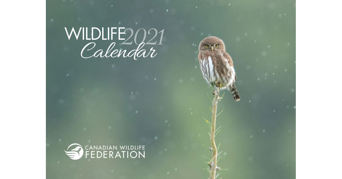 免费 2021 加拿大野生动物联合会日历